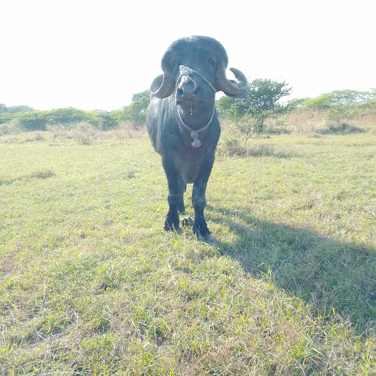 પાડો વેચવા નો છે