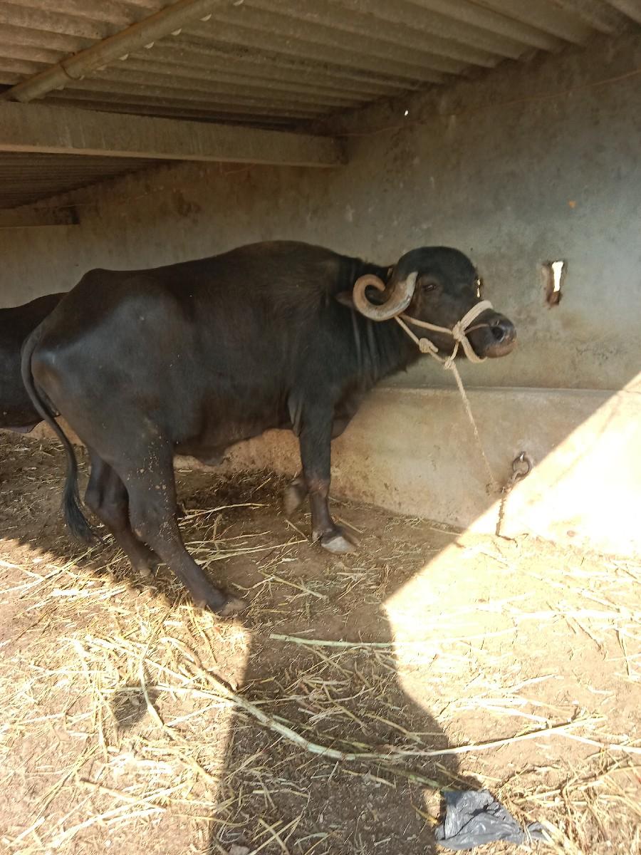 ભેંસ વેચવાની છે બધી જવાબદારી છે