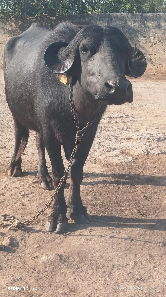 થંબનેલ 2