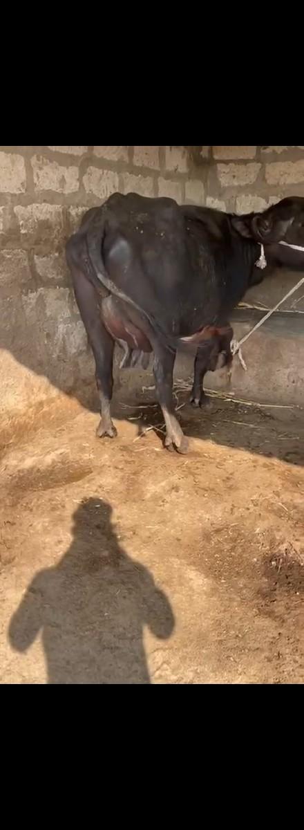 થંબનેલ 3