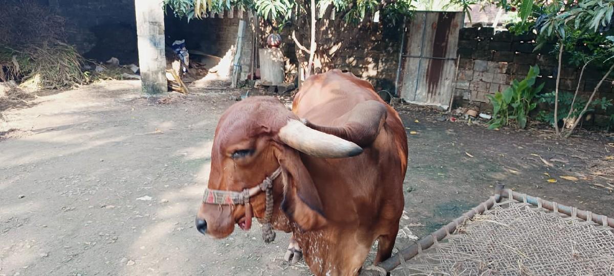 ગીર ગાય વેચવાની છે