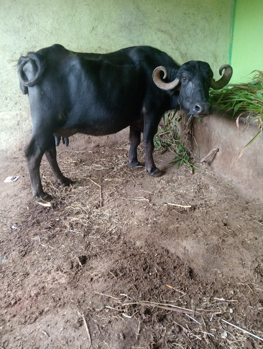 થંબનેલ 3