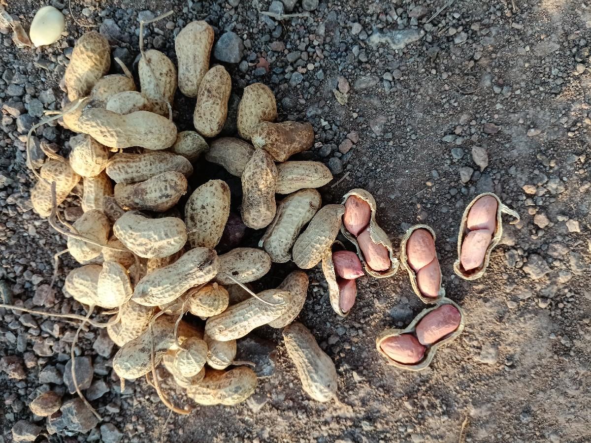 માંડવી બિયાણ વેચવાનું છે