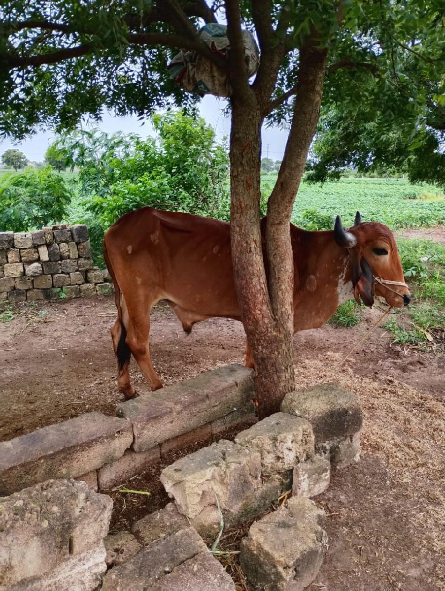 થંબનેલ 2