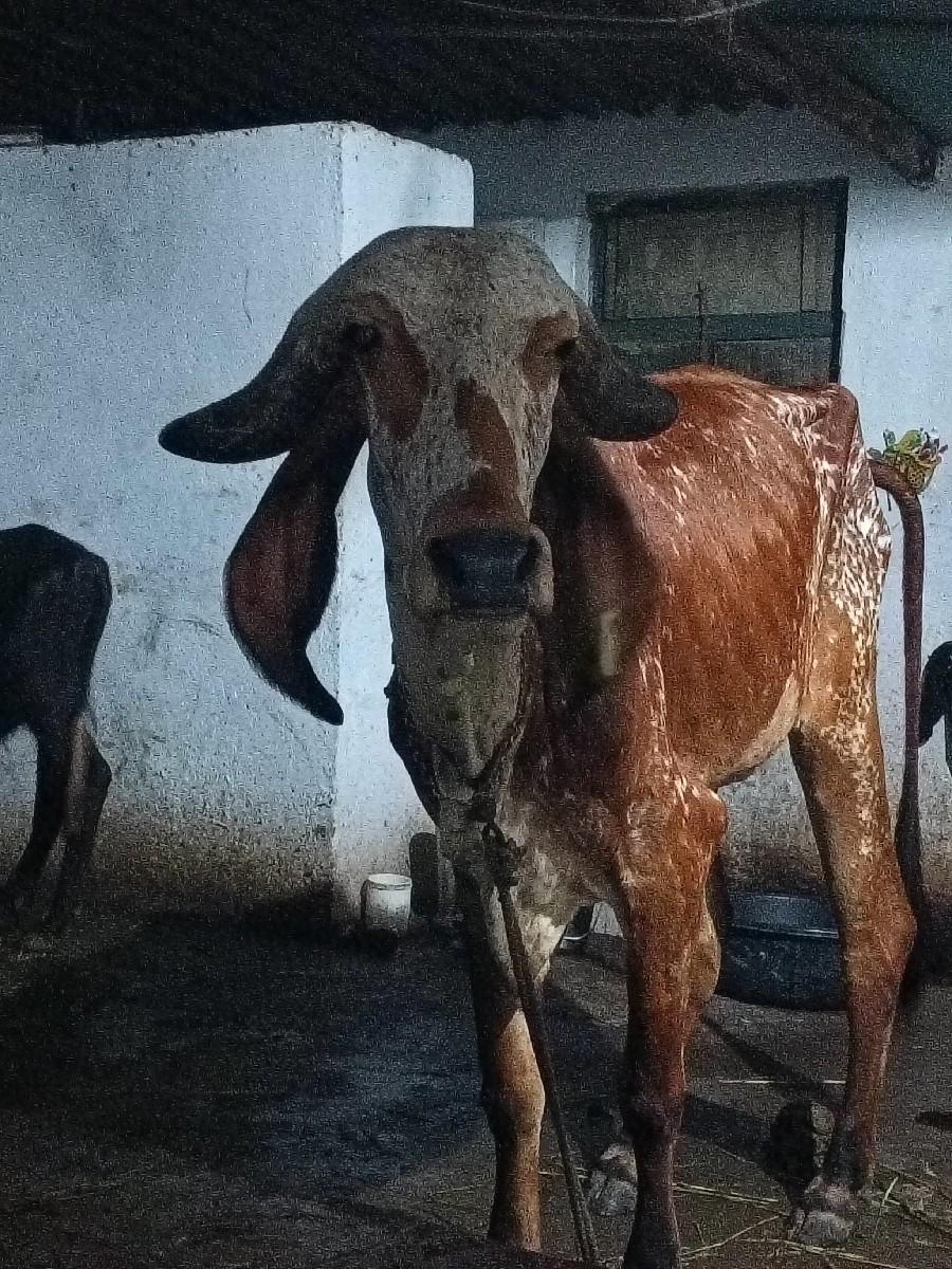 હોડકી વેસવાની છે