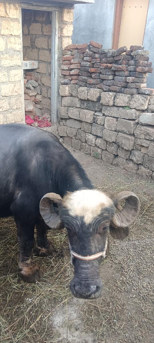 ભેંસ વેચવાની સે સાવ સોજી