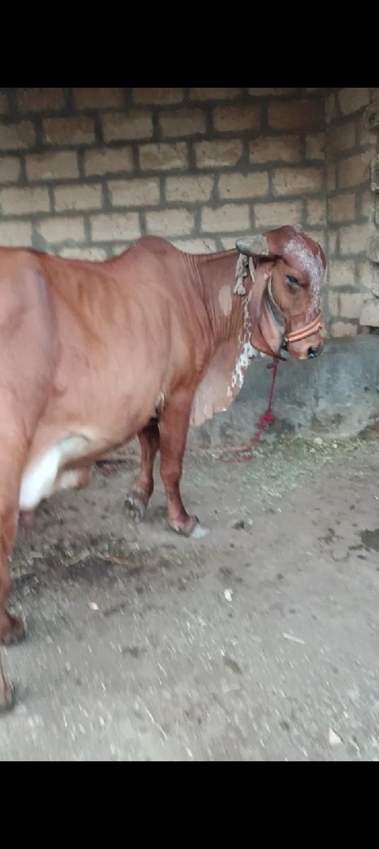 થંબનેલ 2