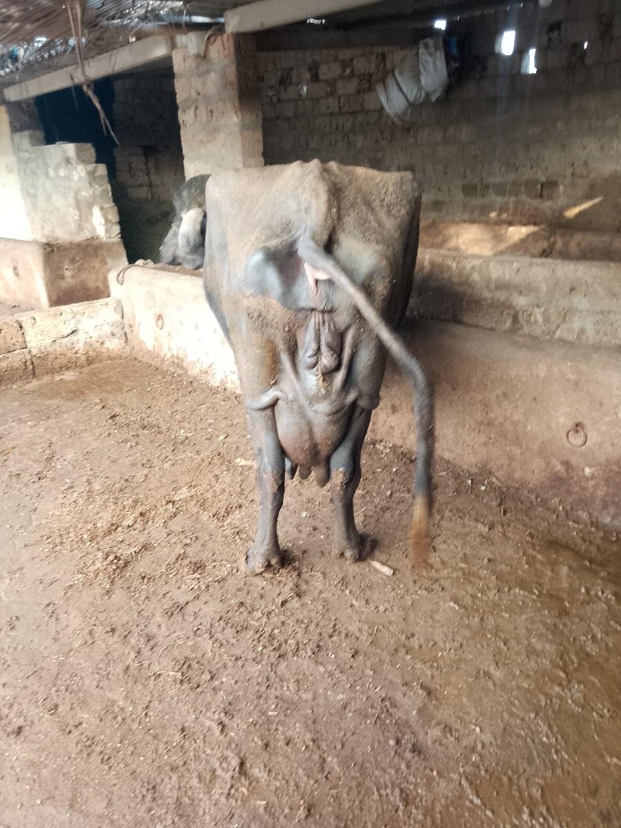 થંબનેલ 2