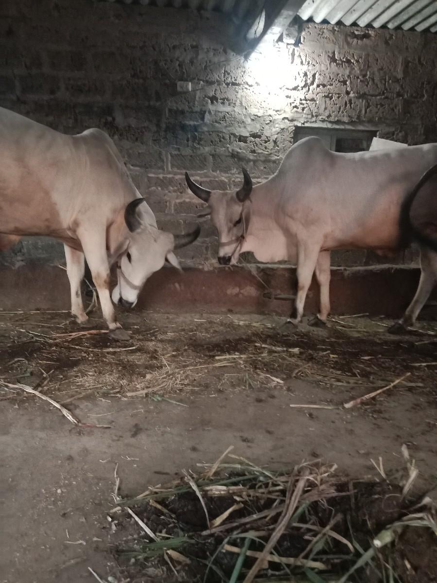 થંબનેલ 3