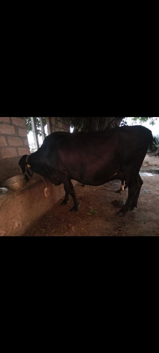 થંબનેલ 3