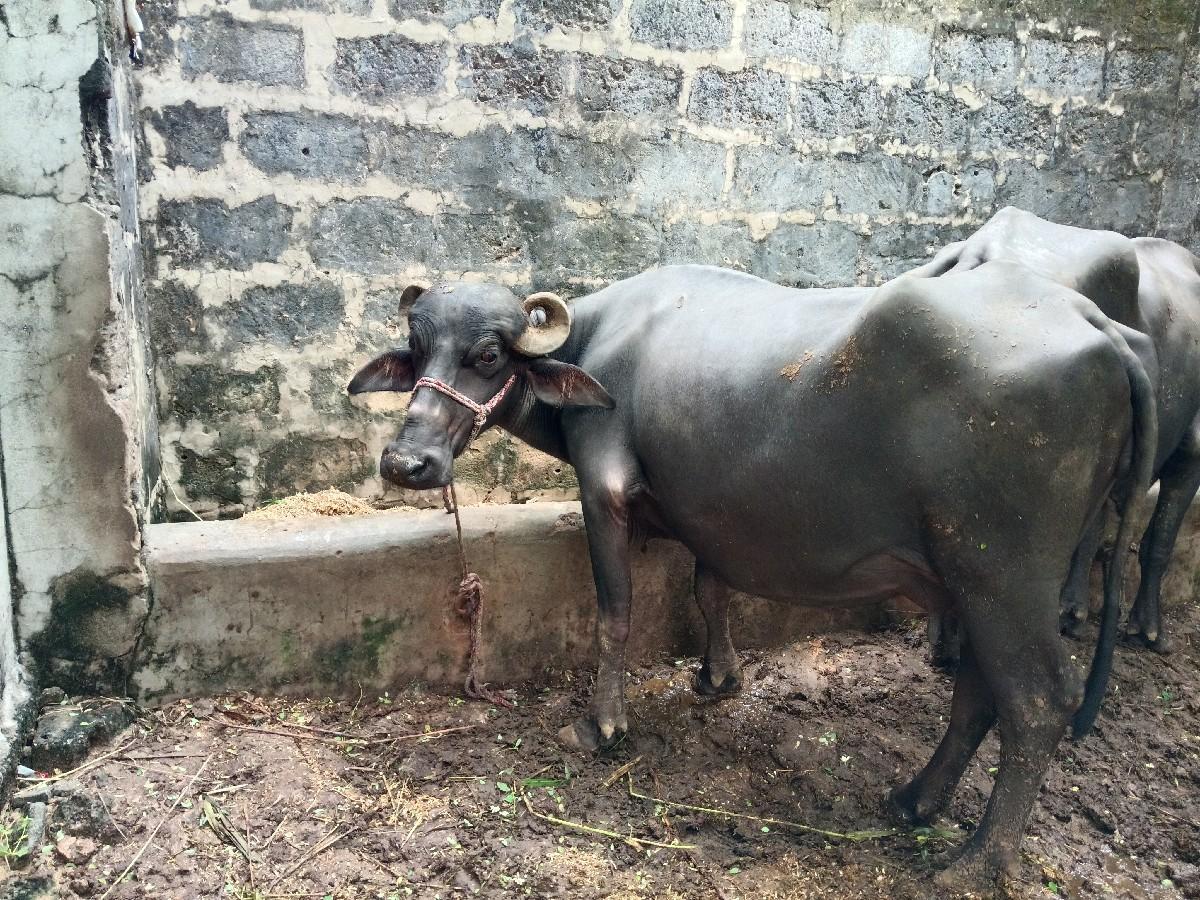 થંબનેલ 2