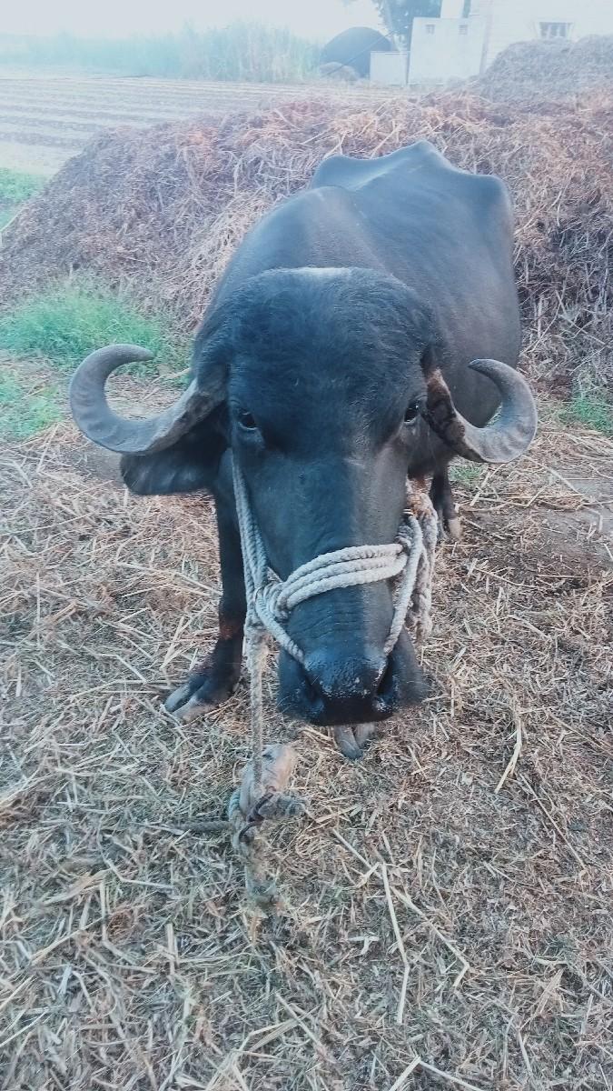 પેલું વેતર