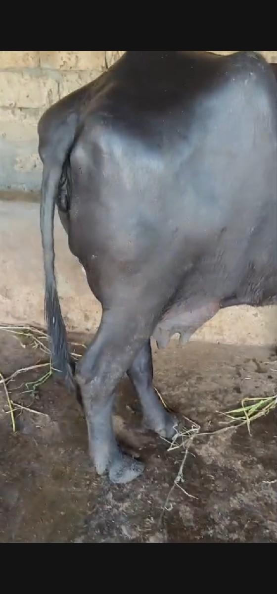 થંબનેલ 3