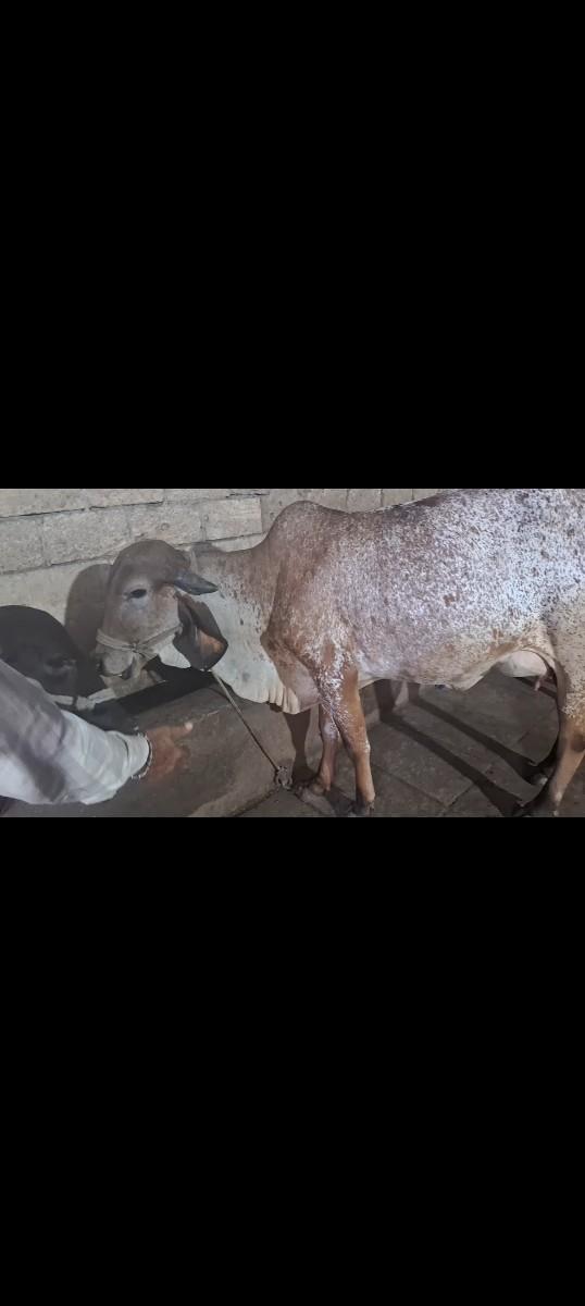 થંબનેલ 2