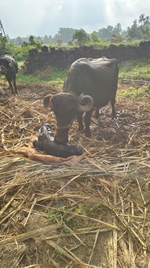 થંબનેલ 2