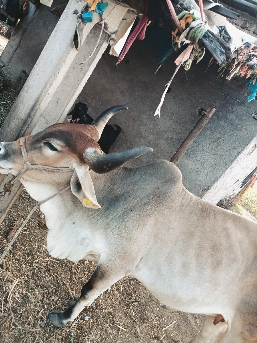 ગાય વેચવાની છે ગાય વેચવાની છે