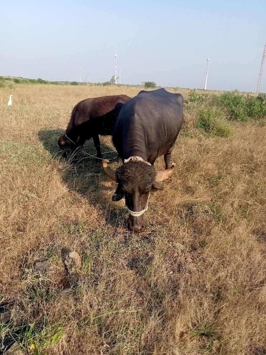 થંબનેલ 3