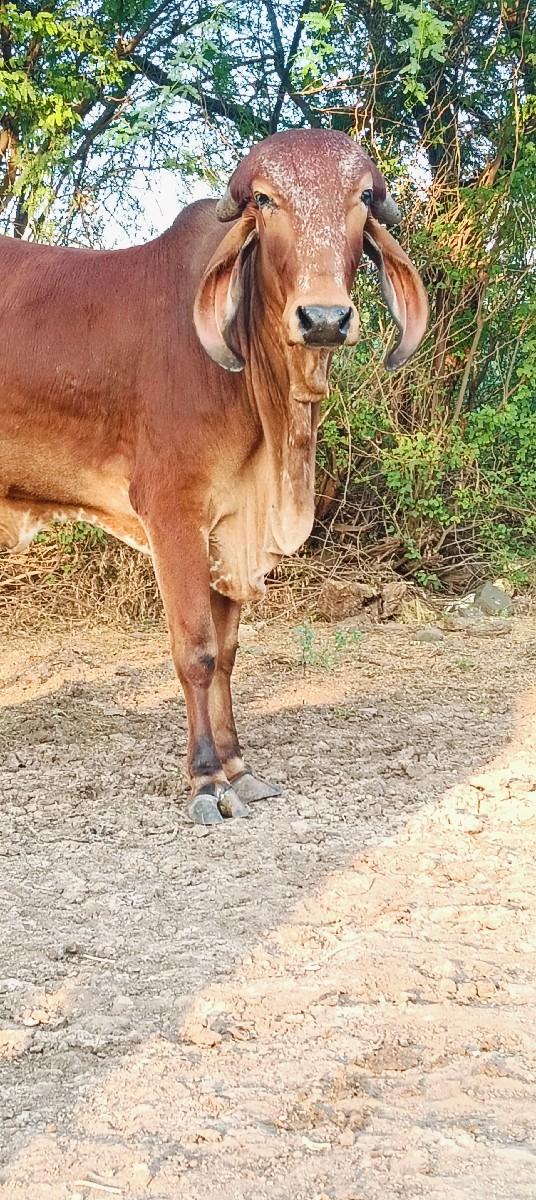 ગીર ઓડકી