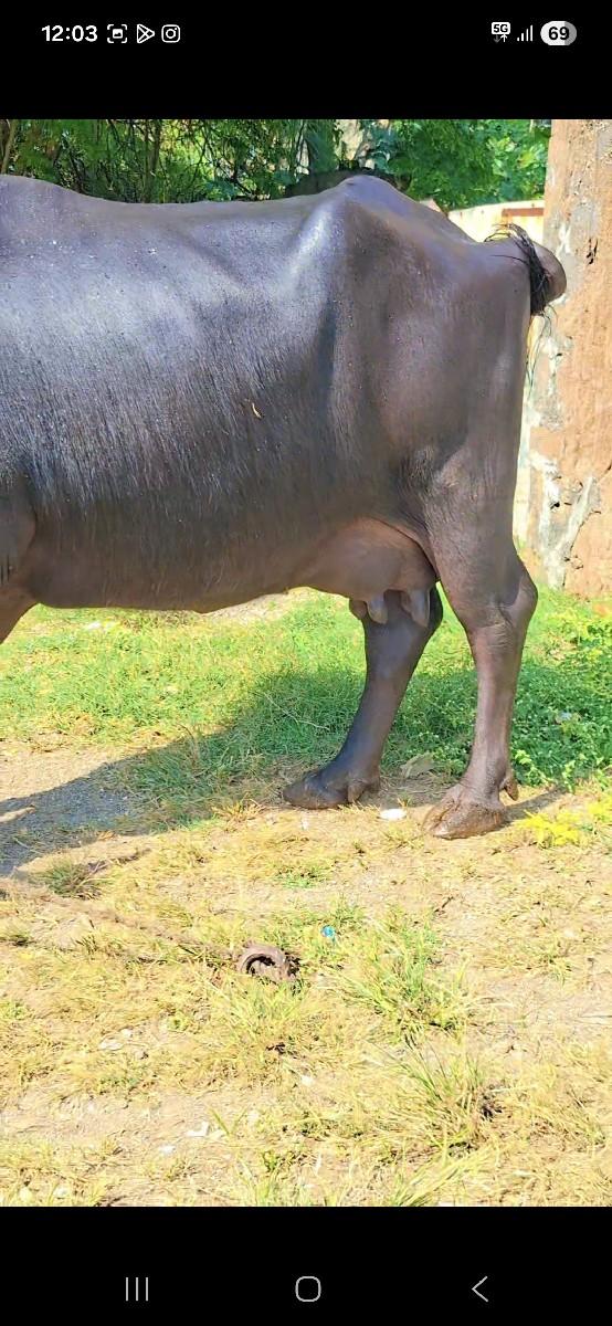 ભેસ વેચવા ની છે