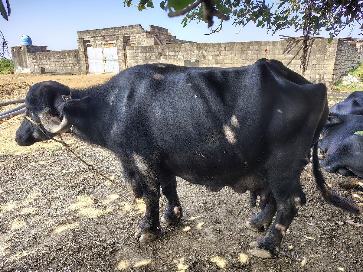 થંબનેલ 3