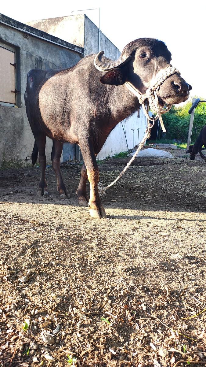 થંબનેલ 2