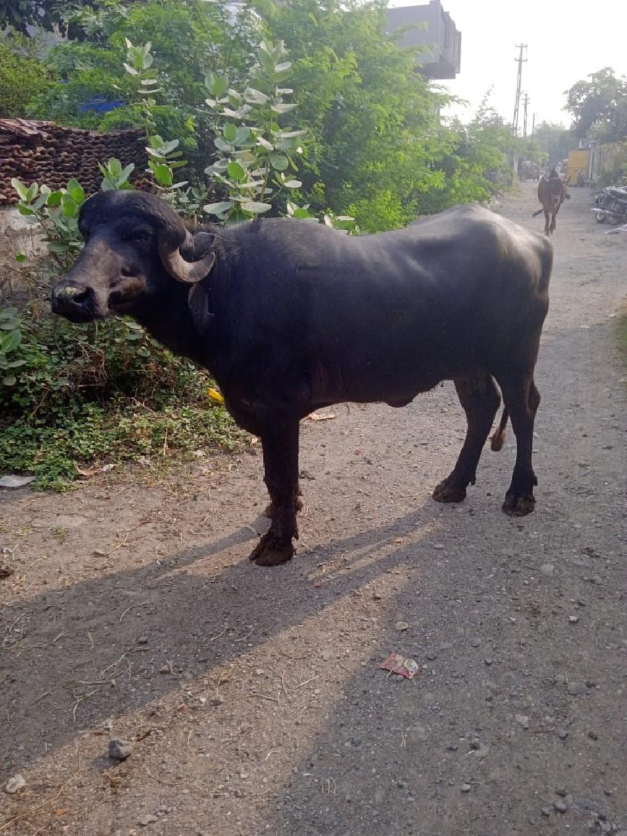 ભેંસ વેચવાની છે