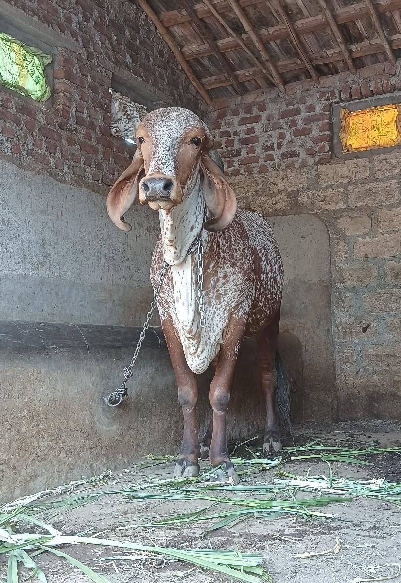 થંબનેલ 2