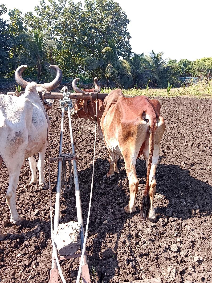 થંબનેલ 1