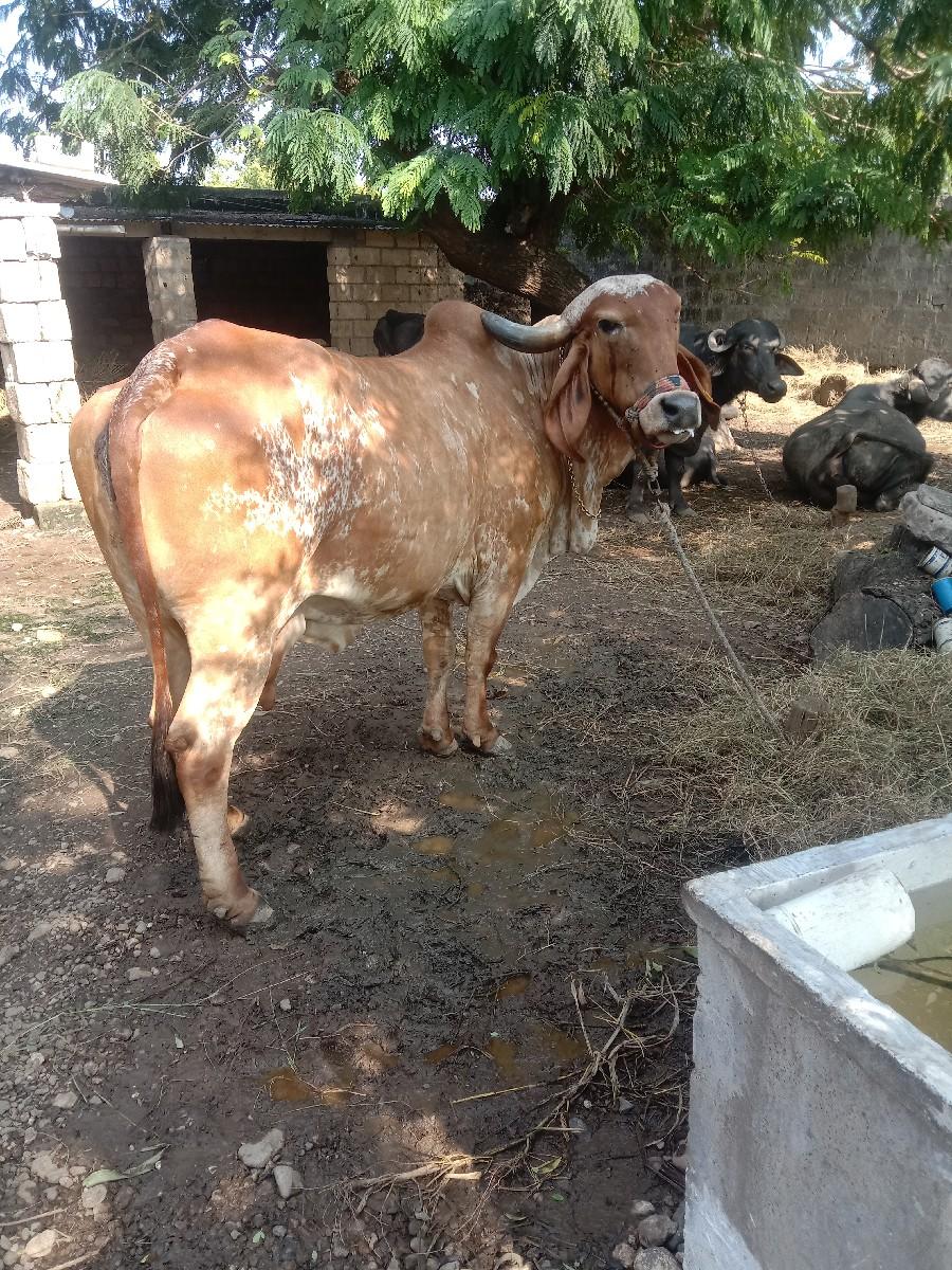ગાય વેચવાની છે