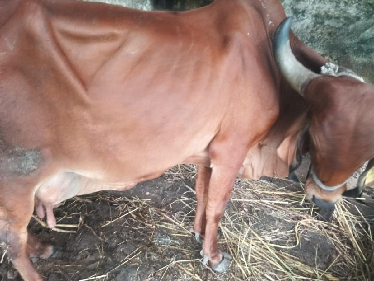 ગાય દેવની સે