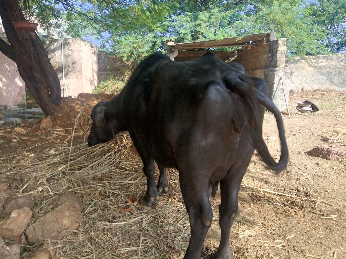 ભેંસ વેચવાની છે