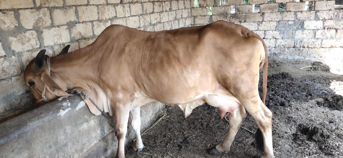 થંબનેલ 2