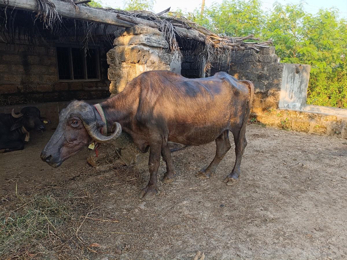 થંબનેલ 3