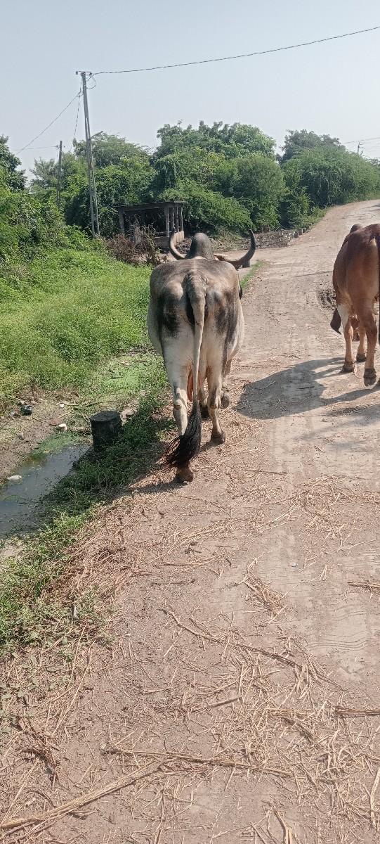 થંબનેલ 3