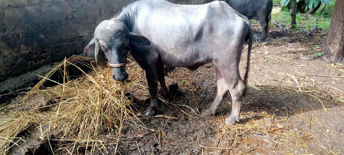 થંબનેલ 2