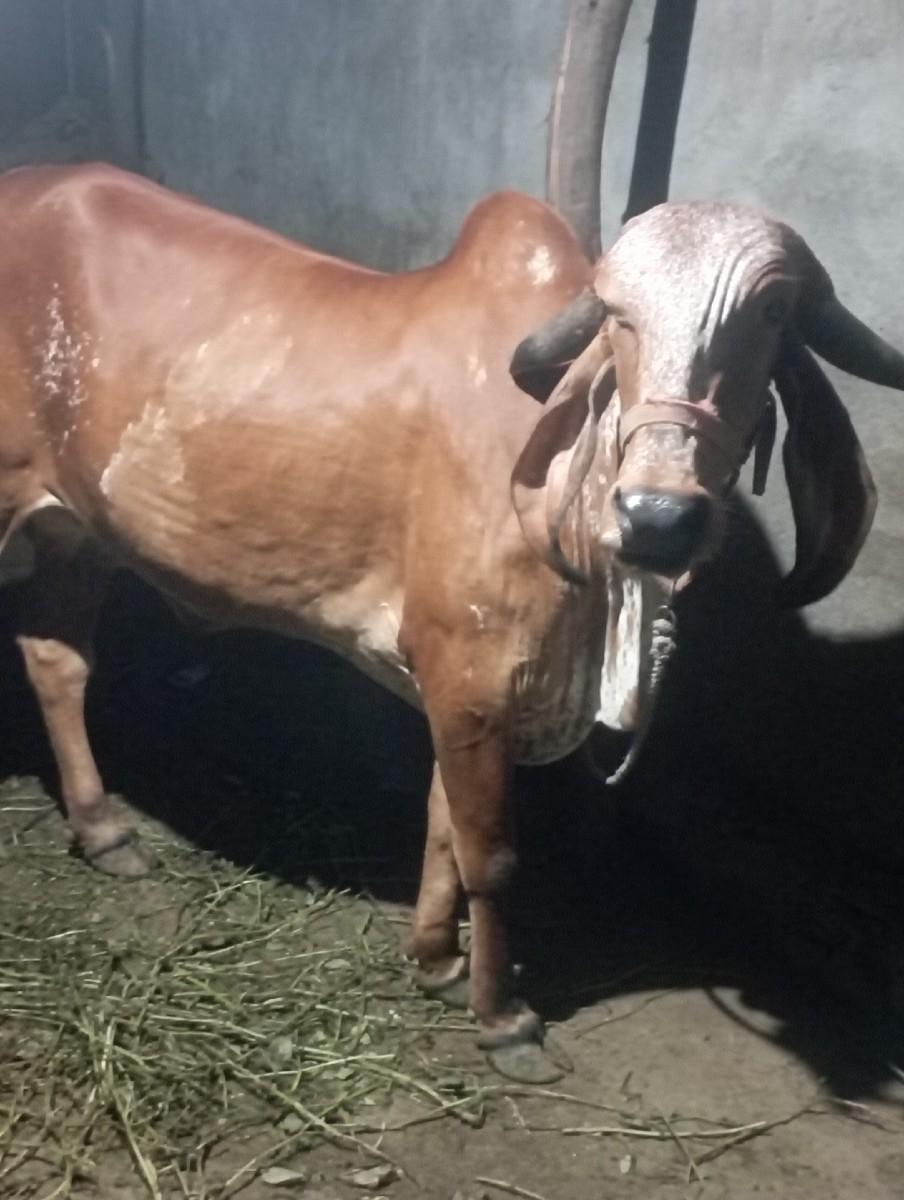 થંબનેલ 3