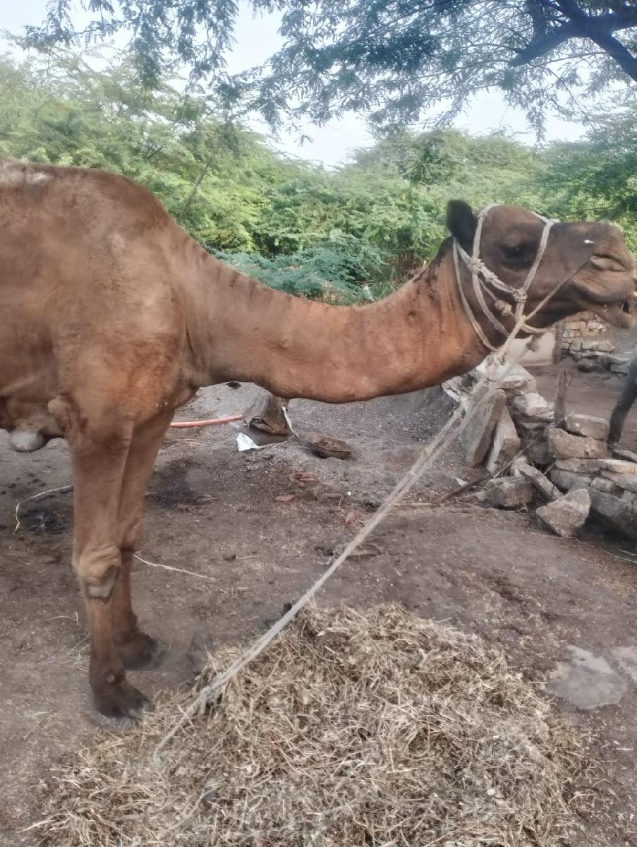 थंबनेल 2