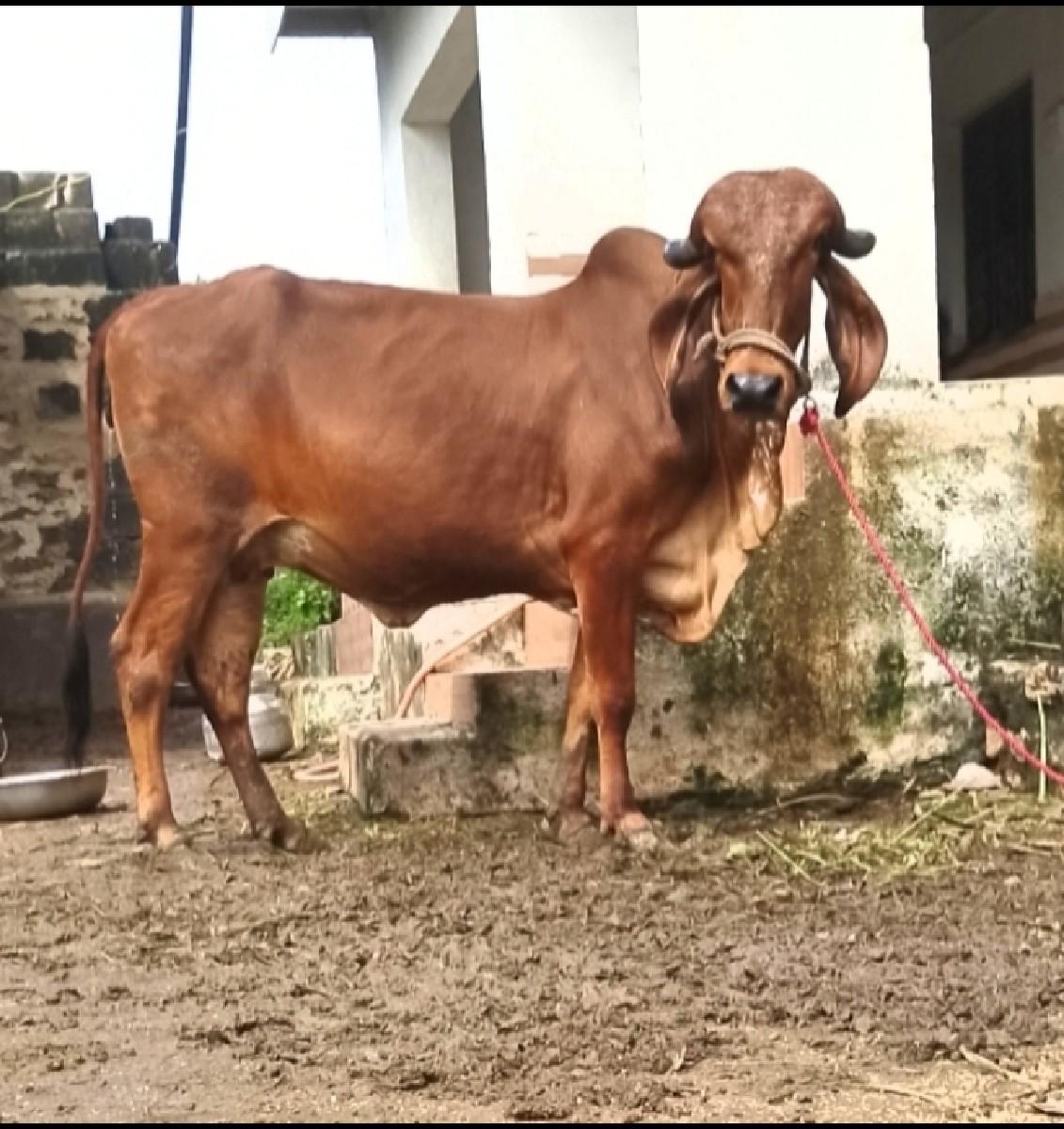 2 ગીર હૉડકી છે