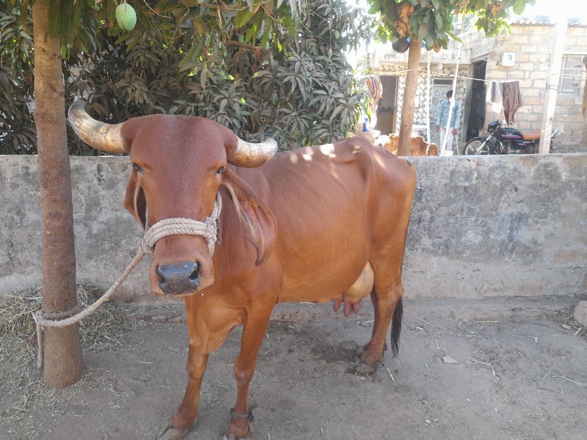 ગાય વેચવાની છે