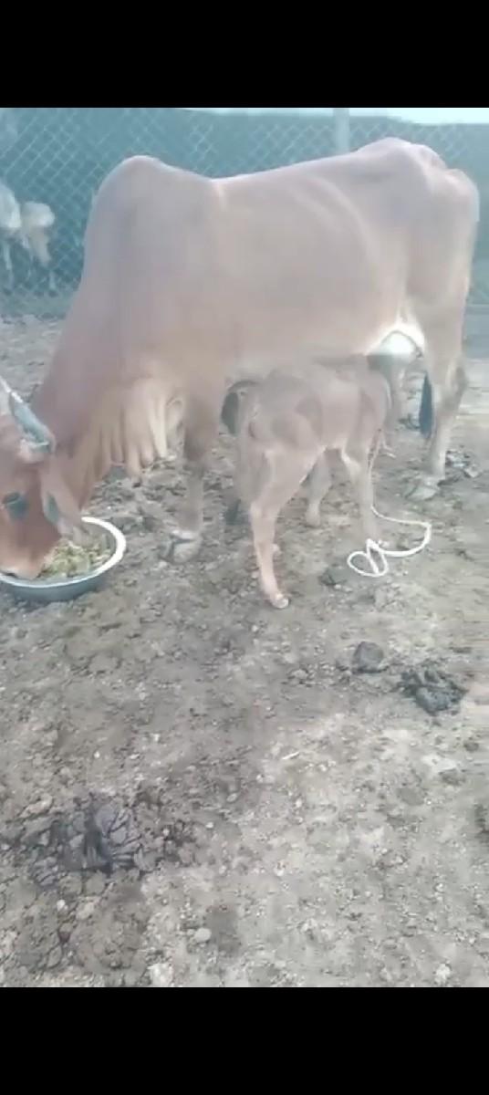 થંબનેલ 2