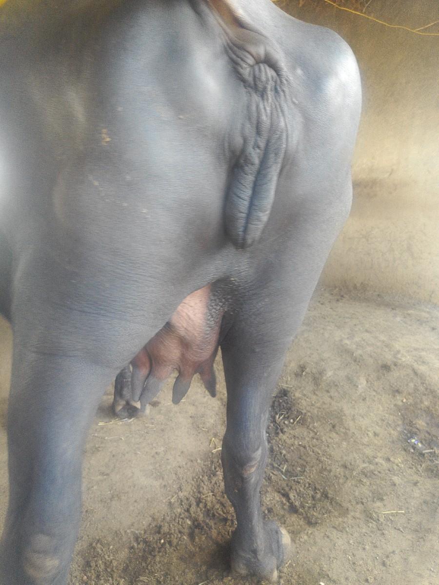 थंबनेल 2