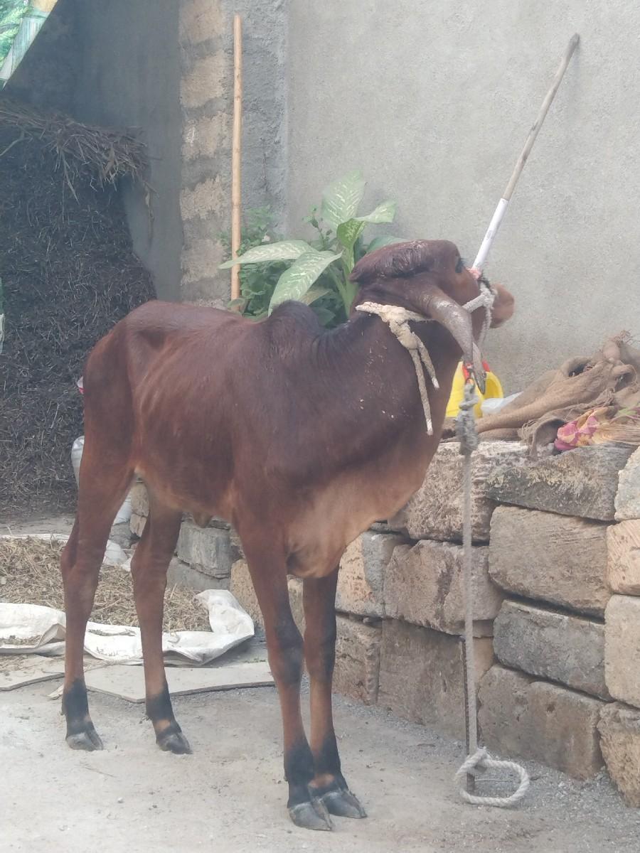 થંબનેલ 2