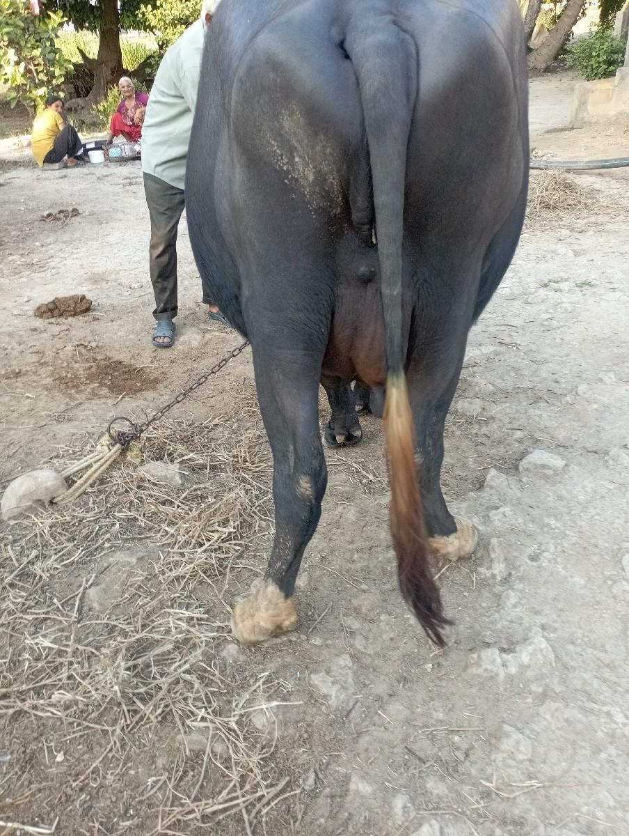 થંબનેલ 2