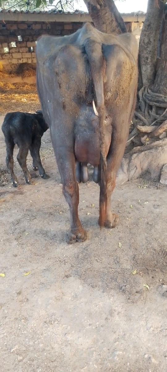 થંબનેલ 3