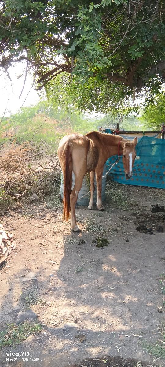 થંબનેલ 3