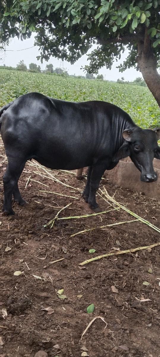 3 મહી ના નિ કાચી સે