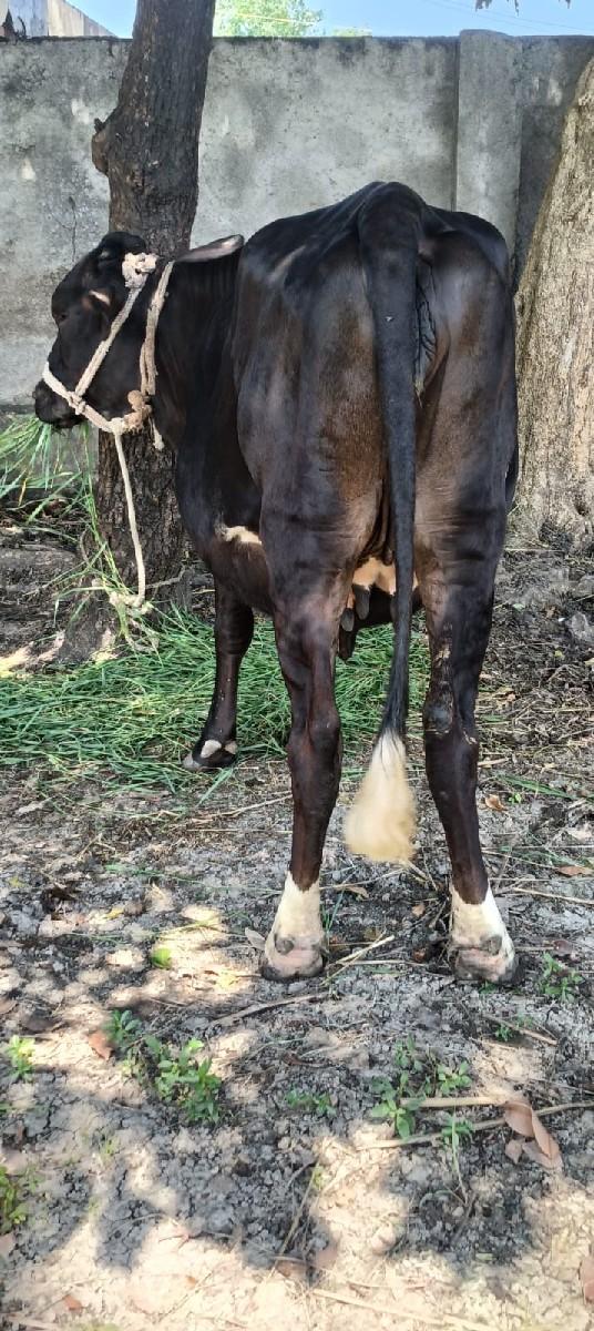 થંબનેલ 3