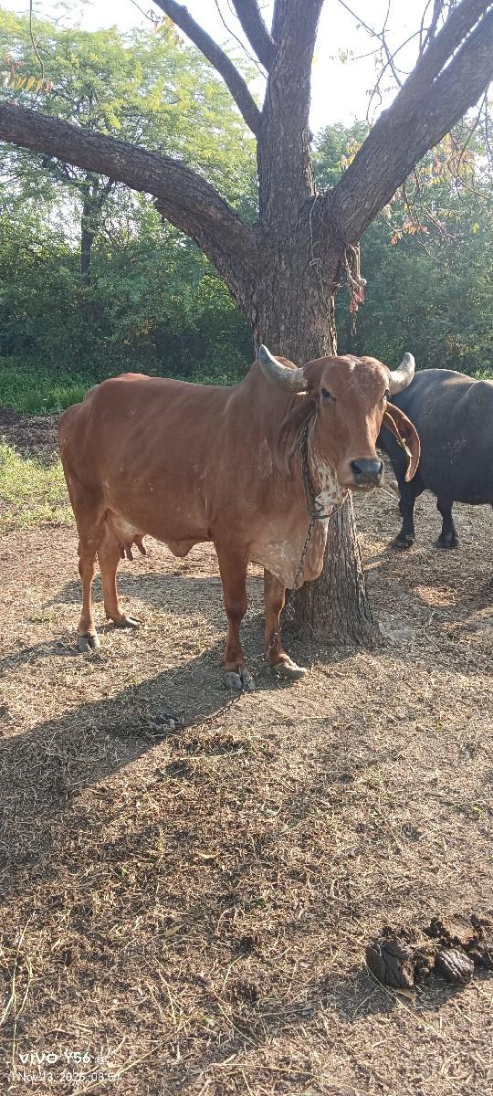 થંબનેલ 2