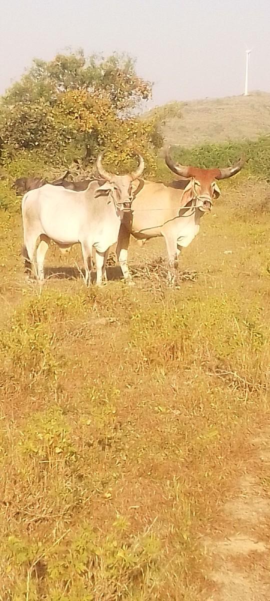 થંબનેલ 2