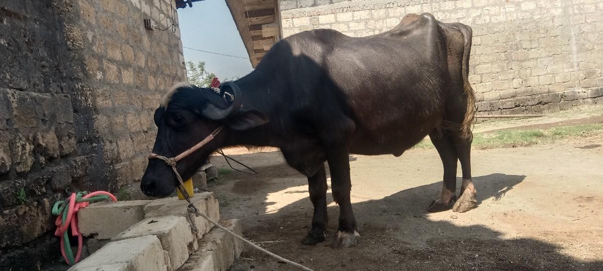 ભેંસ વેચવાની છે